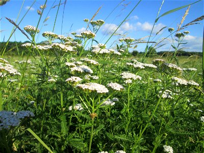 Schafgarbe (Achillea millefolium) im Naturschutzgebiet „Hochholz-Kapellenbruch“