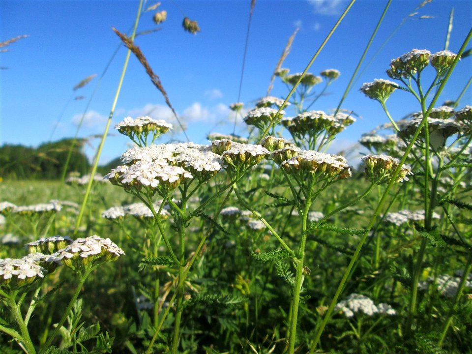 Schafgarbe (Achillea millefolium) im Naturschutzgebiet „Hochholz-Kapellenbruch“