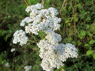 Gemeine Schafgarbe (Achillea millefolium) in Saarbrücken photo