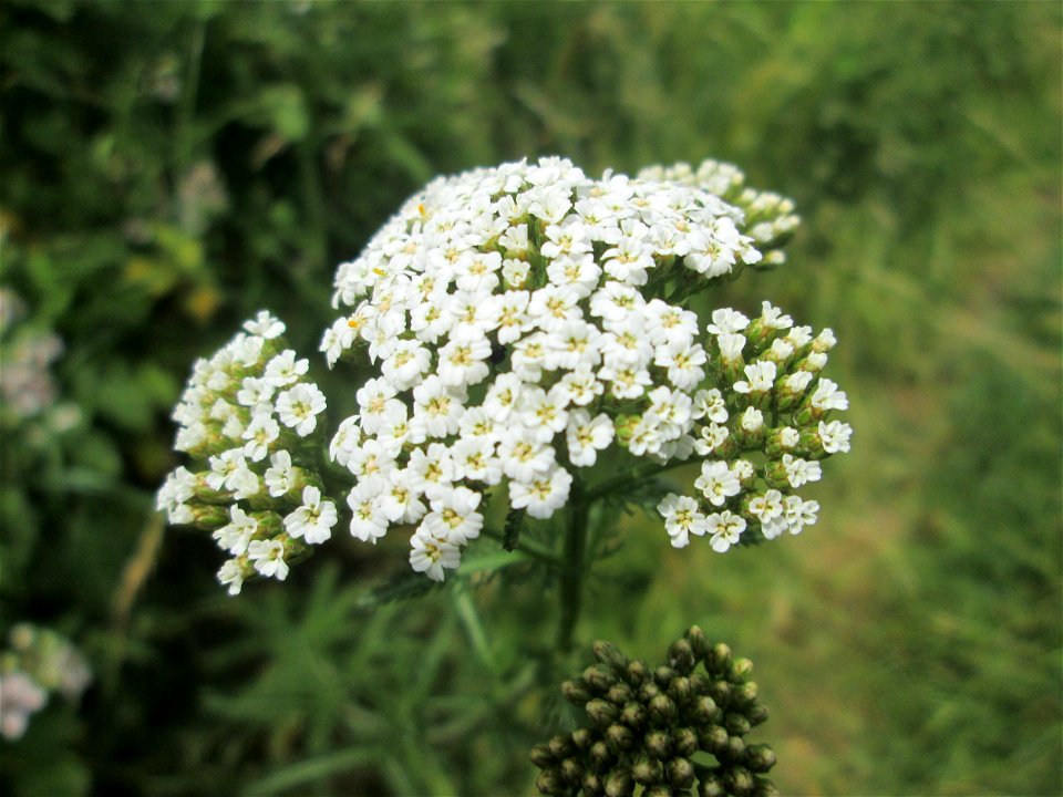 Schafgarbe (Achillea millefolium) im Naturschutzgebiet „St. Arnualer Wiesen“