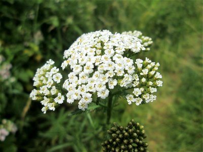 Schafgarbe (Achillea millefolium) im Naturschutzgebiet „St. Arnualer Wiesen“
