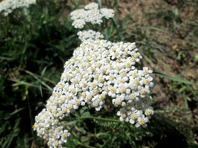 Gemeine Schafgarbe (Achillea millefolium) in Güdingen