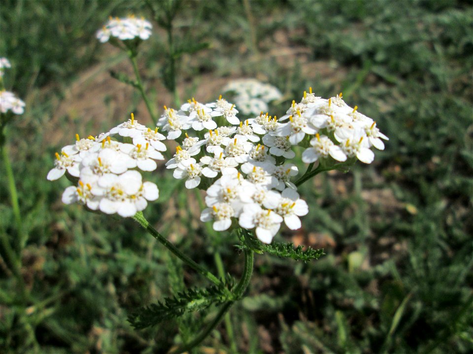 Gemeine Schafgarbe (Achillea millefolium) in Güdingen