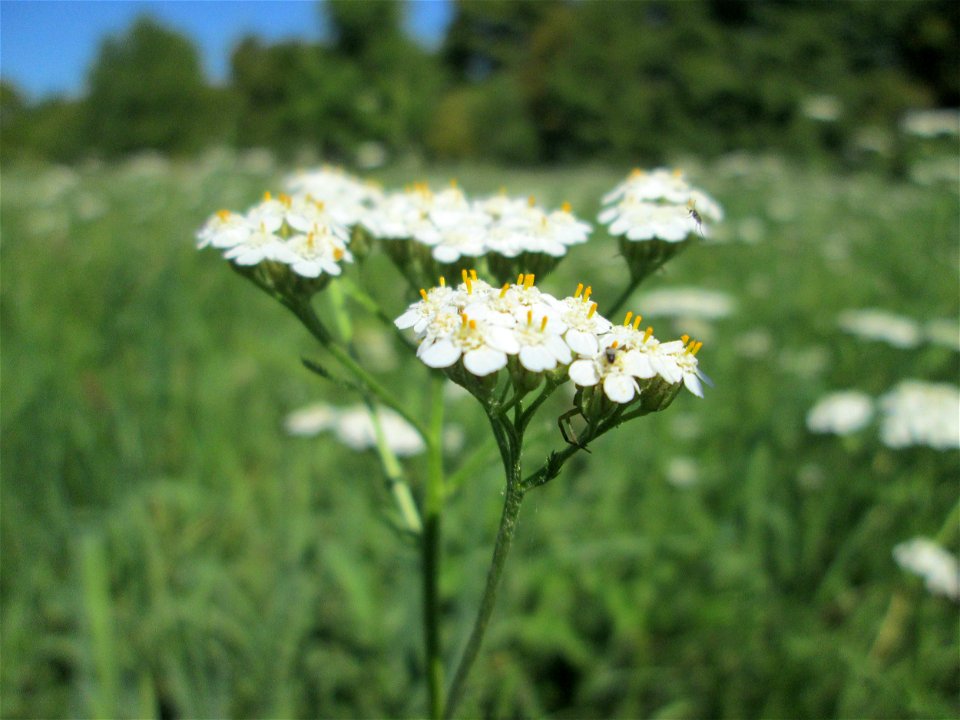 Gemeine Schafgarbe (Achillea millefolium) bei Bischmisheim