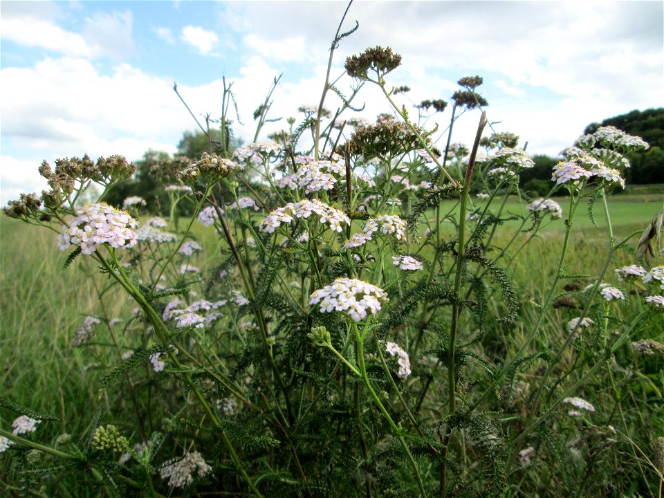 Gemeine Schafgarbe (Achillea millefolium) oberhalb von Fechingen