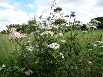 Gemeine Schafgarbe (Achillea millefolium) oberhalb von Fechingen