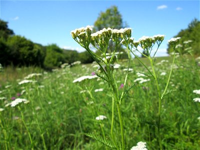 Gemeine Schafgarbe (Achillea millefolium) oberhalb von Fechingen