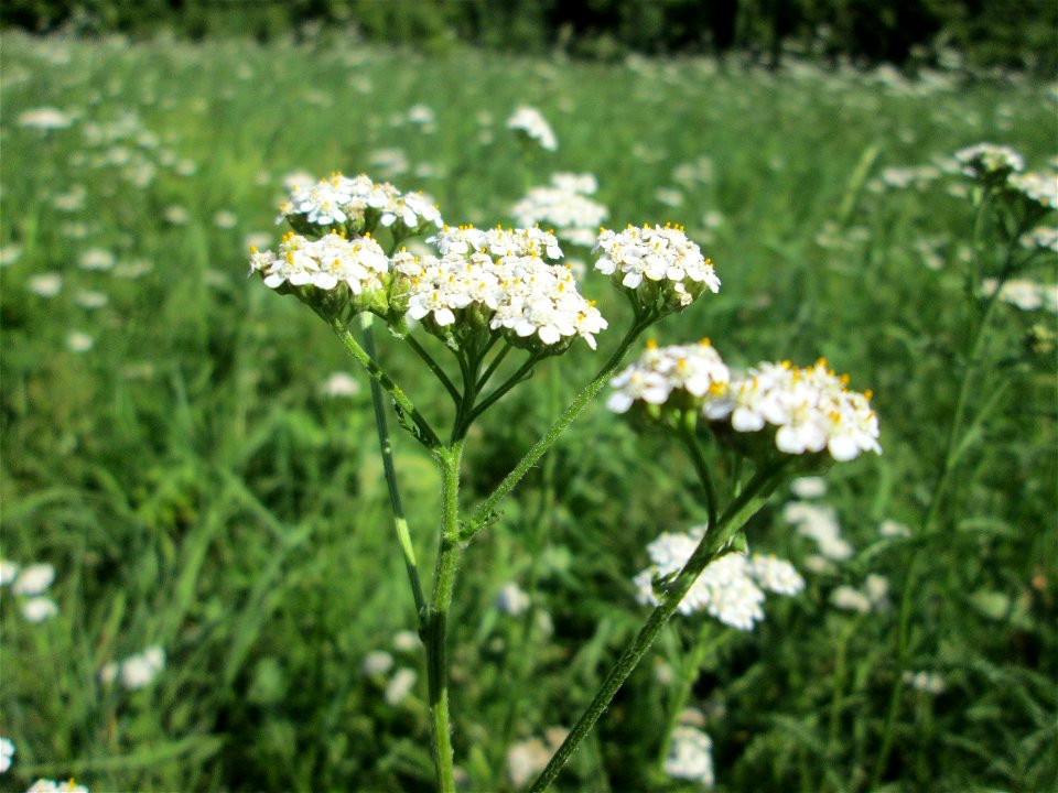 Gemeine Schafgarbe (Achillea millefolium) bei Bischmisheim