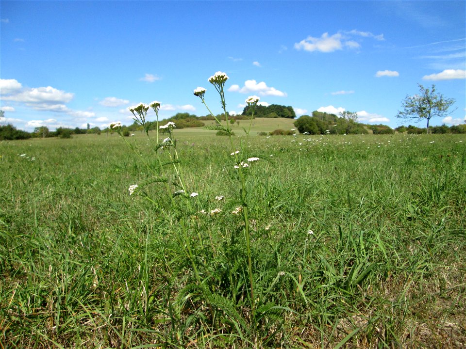Gemeine Schafgarbe (Achillea millefolium) auf einer Streuobstwiese oberhalb von Fechingen
