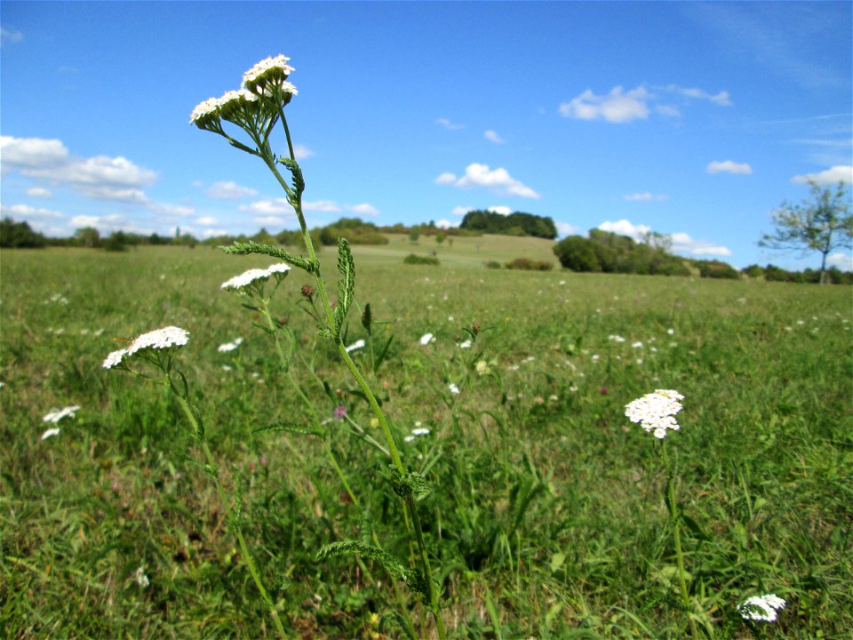 Gemeine Schafgarbe (Achillea millefolium) auf einer Streuobstwiese oberhalb von Fechingen