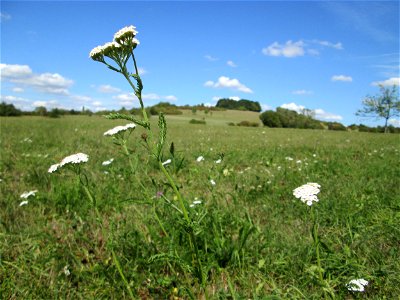 Gemeine Schafgarbe (Achillea millefolium) auf einer Streuobstwiese oberhalb von Fechingen