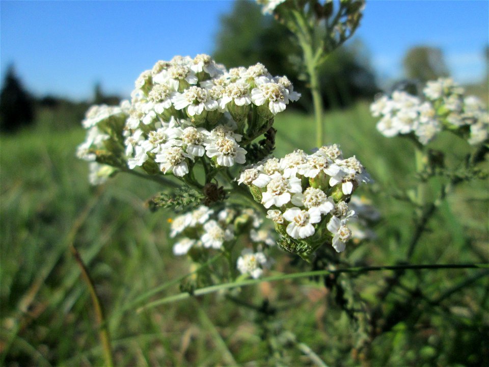 Gemeine Schafgarbe (Achillea millefolium) im Almet in Sankt Arnual
