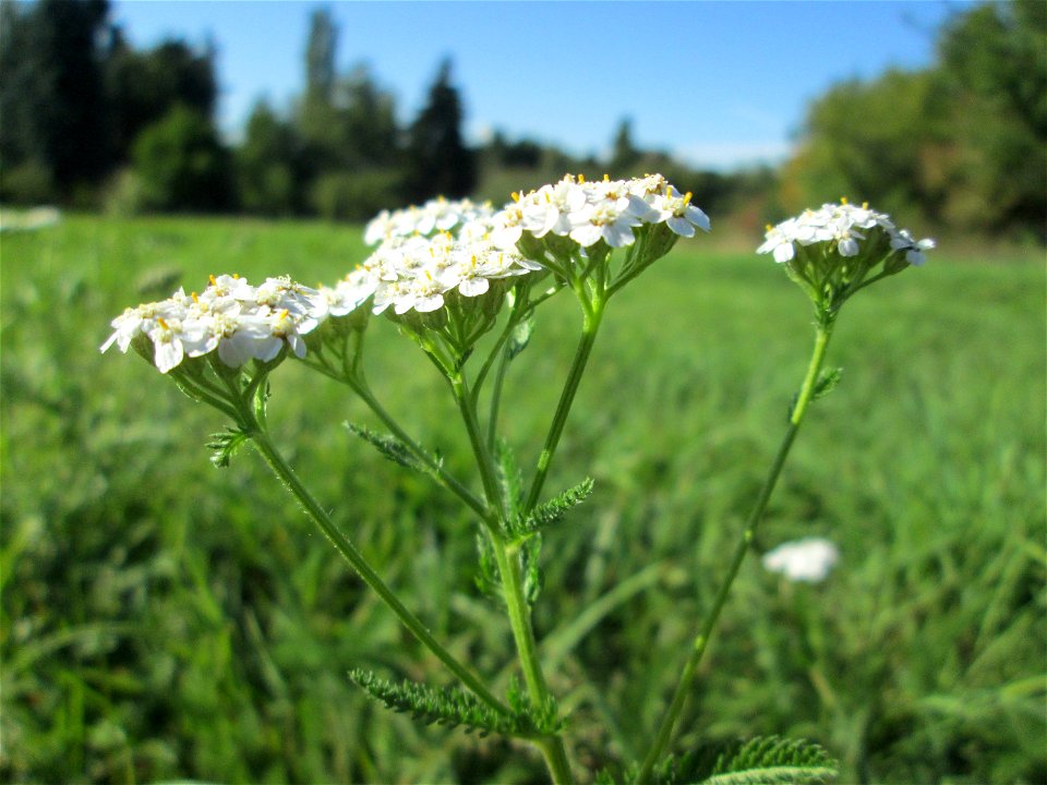 Gemeine Schafgarbe (Achillea millefolium) im Almet in Sankt Arnual