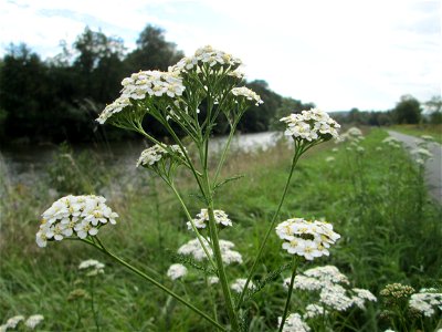 Gemeine Schafgarbe (Achillea millefolium) an der Saar bei Grosbliederstroff