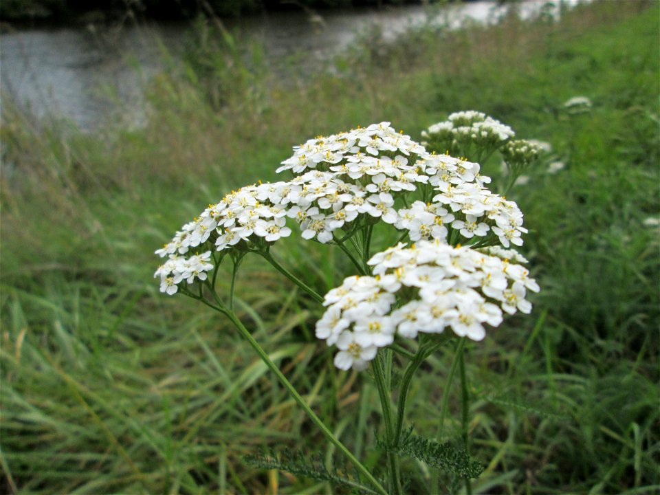 Gemeine Schafgarbe (Achillea millefolium) an der Saar bei Grosbliederstroff