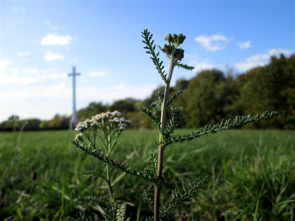Gemeine Schafgarbe (Achillea millefolium) auf der Spicherer Höhe