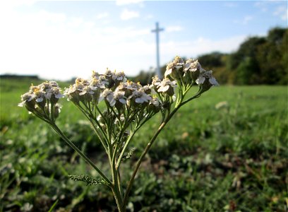 Gemeine Schafgarbe (Achillea millefolium) auf der Spicherer Höhe