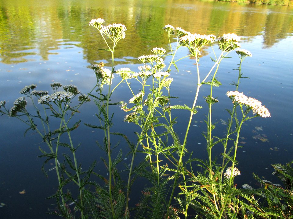 Gemeine Schafgarbe (Achillea millefolium) an der Saar in Saarbrücken