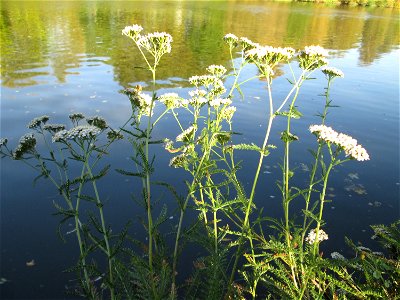 Gemeine Schafgarbe (Achillea millefolium) an der Saar in Saarbrücken