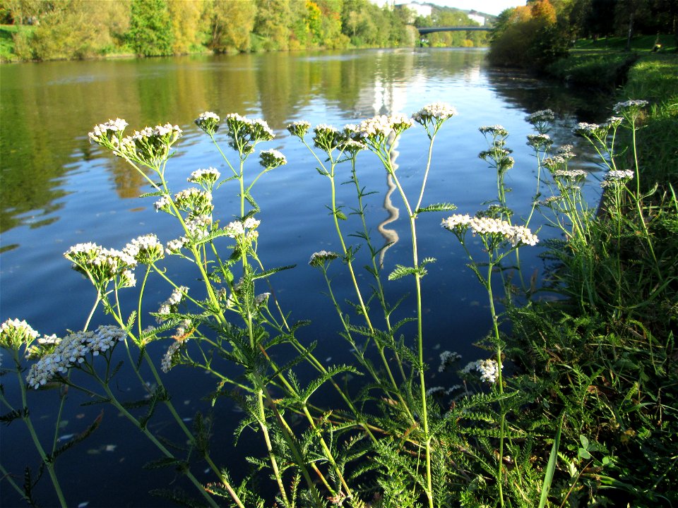 Gemeine Schafgarbe (Achillea millefolium) an der Saar in Saarbrücken