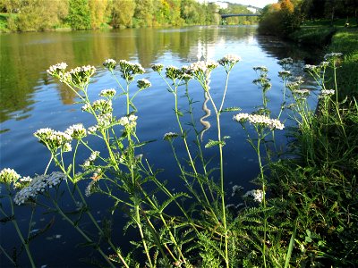 Gemeine Schafgarbe (Achillea millefolium) an der Saar in Saarbrücken photo