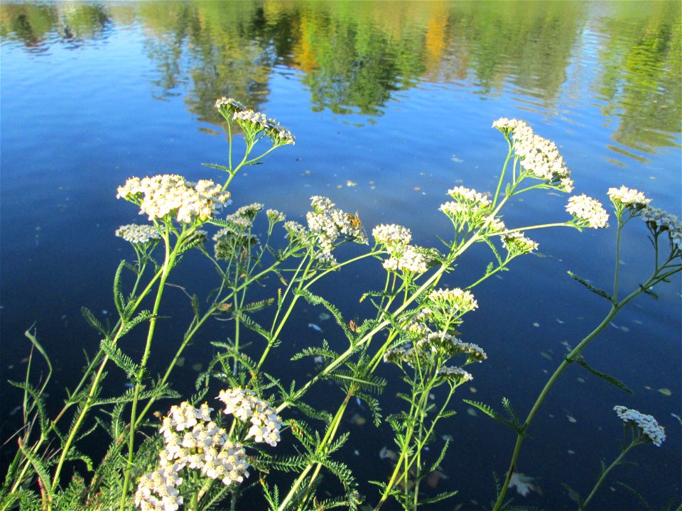 Gemeine Schafgarbe (Achillea millefolium) an der Saar in Saarbrücken