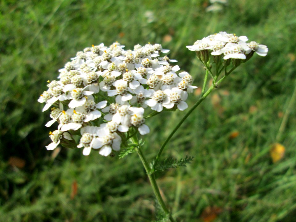 Gemeine Schafgarbe (Achillea millefolium) am Hauptfriedhof in Alt-Saarbrücken