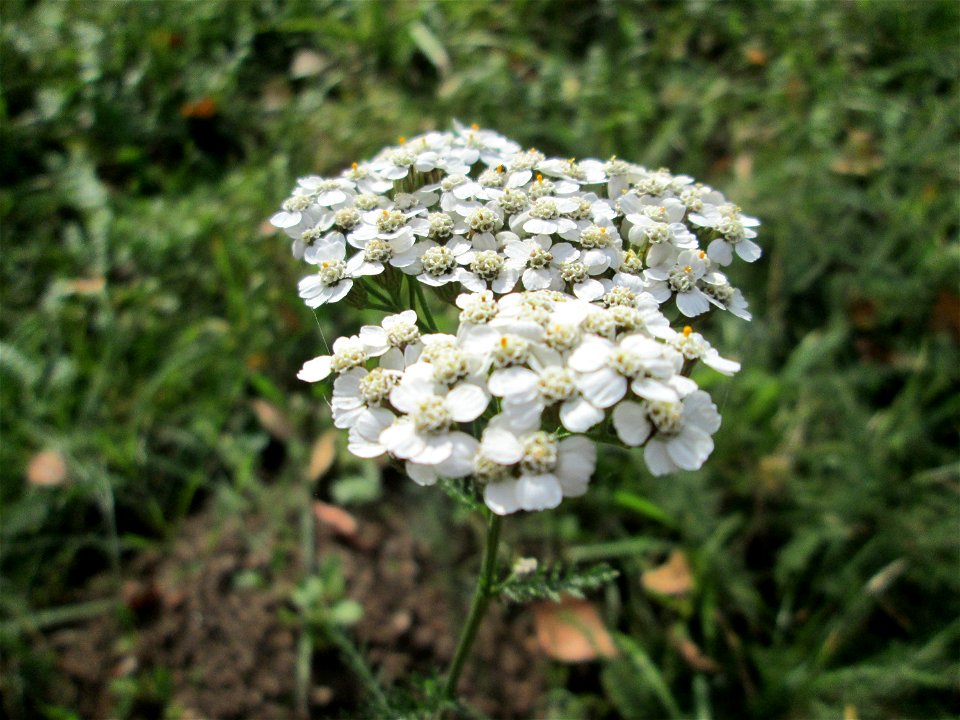 Gemeine Schafgarbe (Achillea millefolium) am Hauptfriedhof in Alt-Saarbrücken