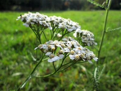 Gemeine Schafgarbe (Achillea millefolium) am Hauptfriedhof in Alt-Saarbrücken