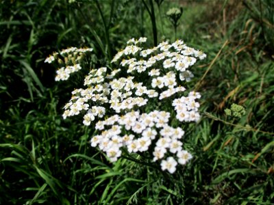 Gemeine Schafgarbe (Achillea millefolium) in Brebach photo