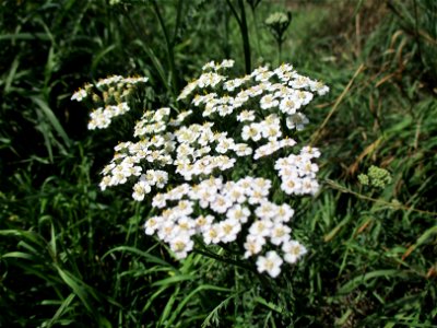 Gemeine Schafgarbe (Achillea millefolium) in Brebach