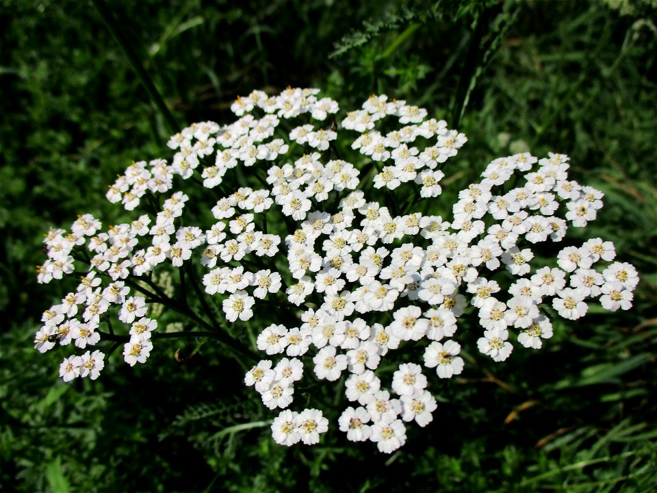 Gemeine Schafgarbe (Achillea millefolium) in Brebach