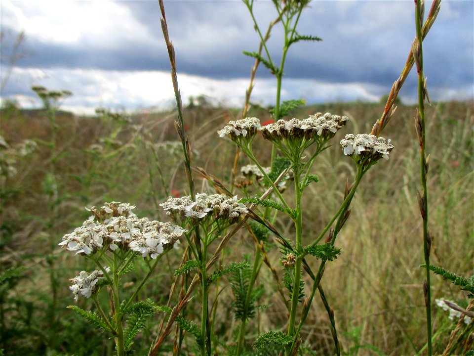 Gemeine Schafgarbe (Achillea millefolium) bei Eschringen
