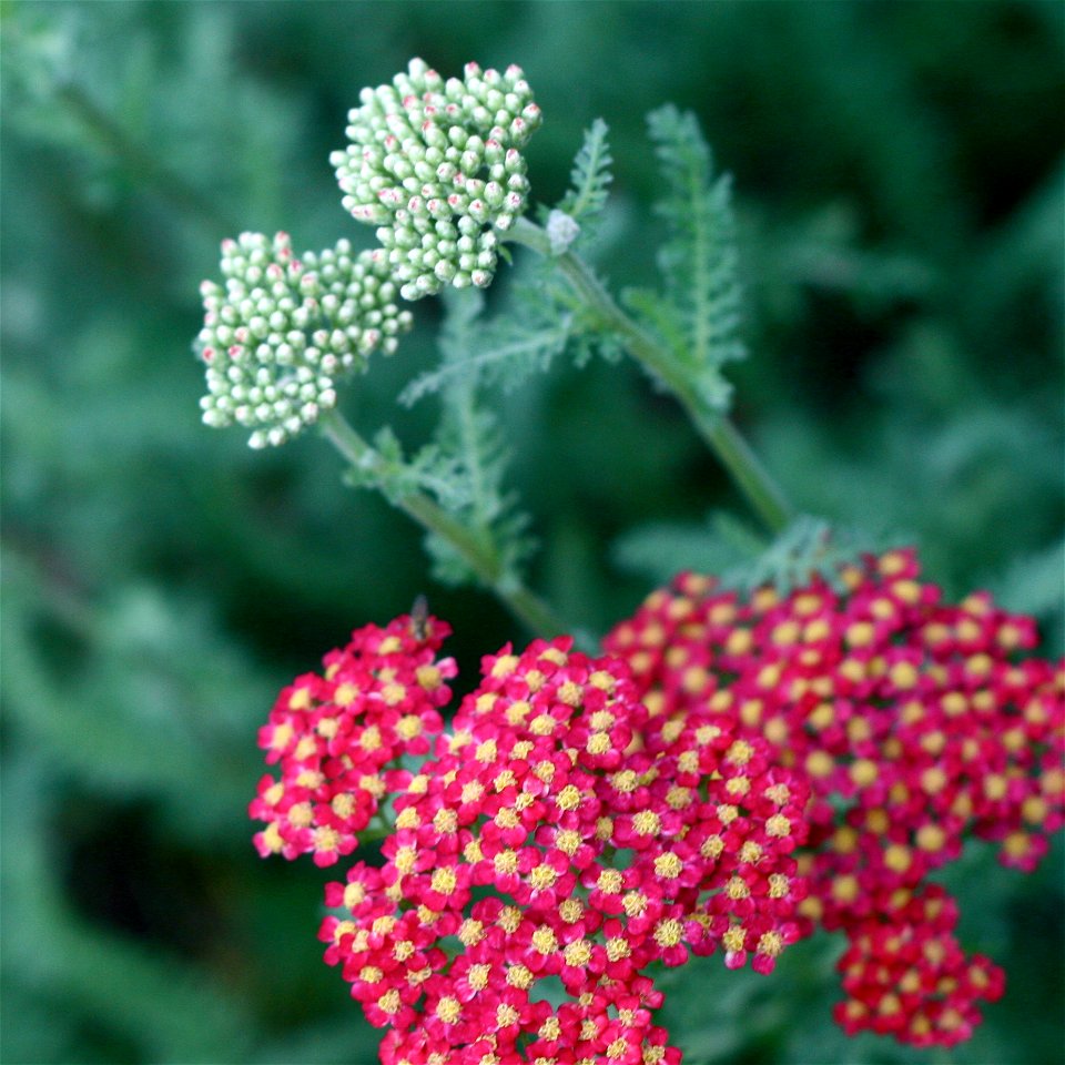 Achillea millefolium — Common Yarrow, red cultivar. - Free Stock Photos ...