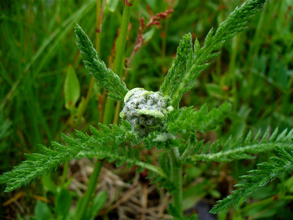 I am the originator of this photo. I hold the copyright. I release it to the public domain. This photo depicts an Achillea millefolium plant.