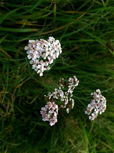 common yarrow (Achillea millefolium) photo