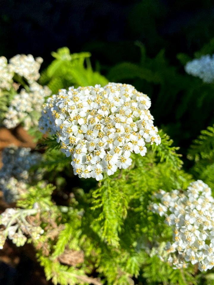 common yarrow (Achillea millefolium)