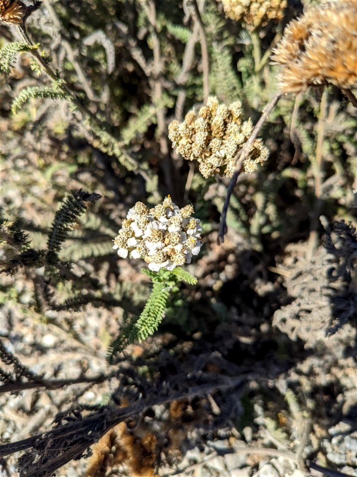 common yarrow (Achillea millefolium)