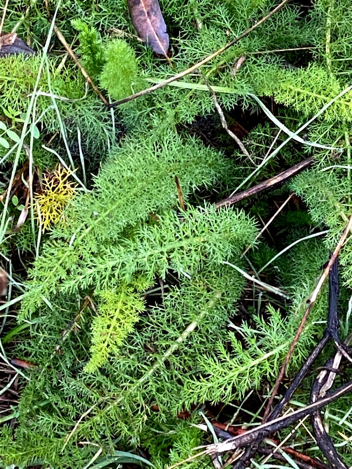 common yarrow (Achillea millefolium)