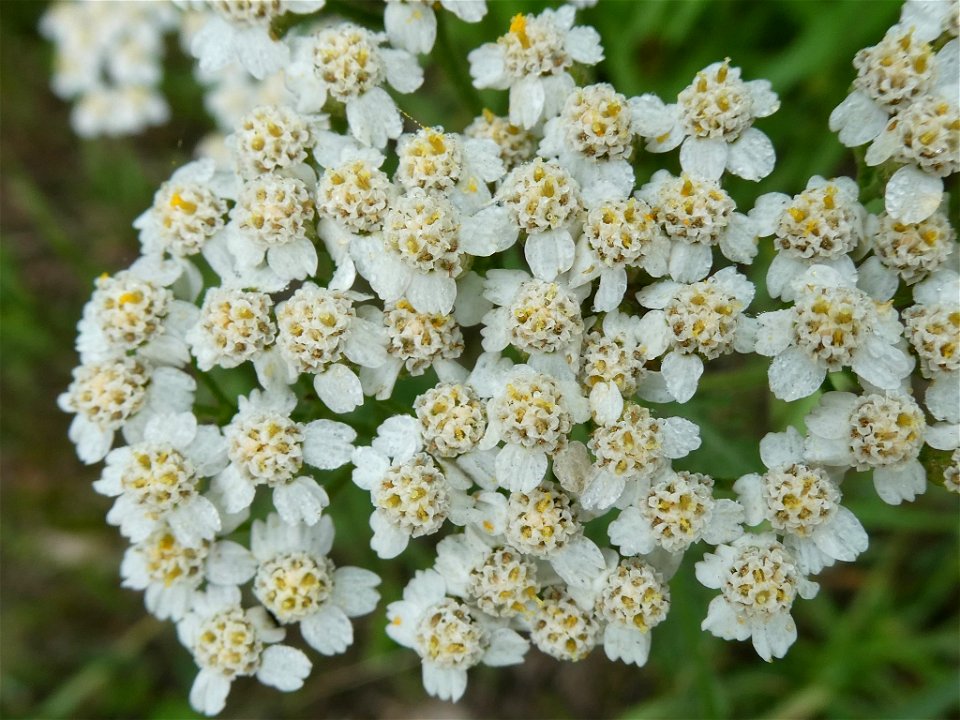 common yarrow (Achillea millefolium)