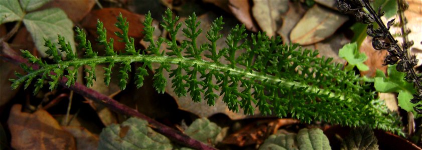 Young leaf of Achillea millefolium, Castelltallat, Catalonia