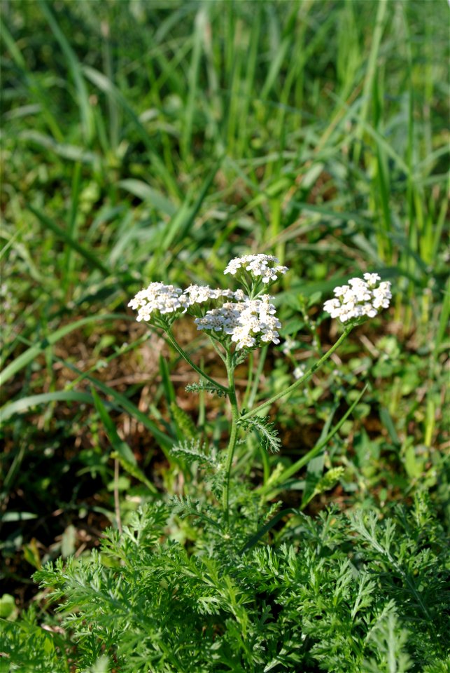Achillea millefolium - Common yarrow - inflorescence