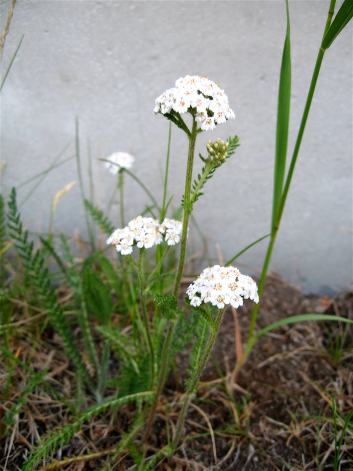 Ryllik
