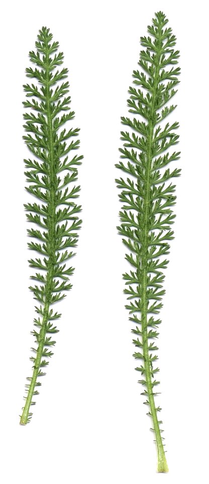 Achillea millefolium - leaves (scan)