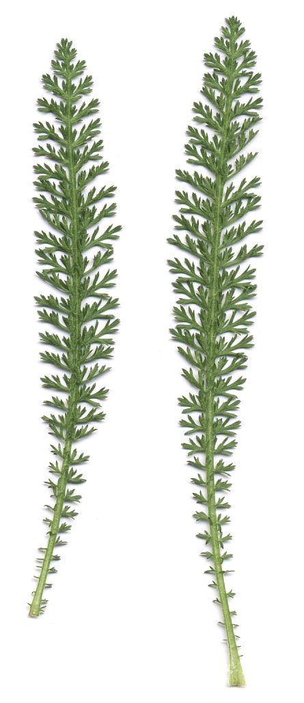 Achillea millefolium - leaves (scan)