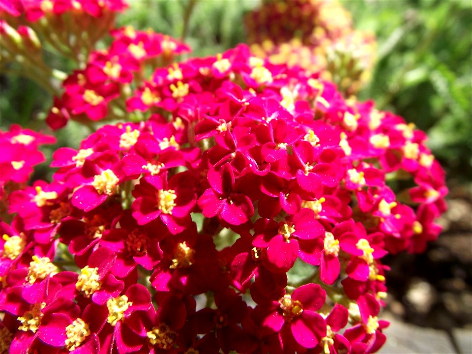 Achillea millefolium 'Paprika' (cultivar) — at the San Diego County Fair, California. 
Identified by exhibitor's sign.