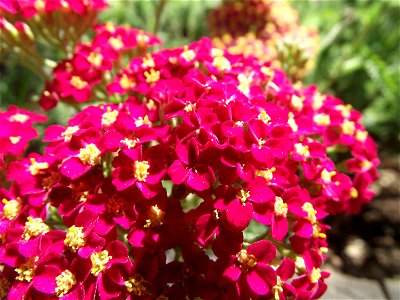 Achillea millefolium 'Paprika' (cultivar) — at the San Diego County Fair, California. 
Identified by exhibitor's sign.