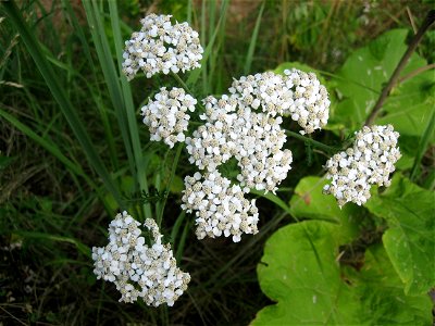 Image title: Flowers bright white in grass
Image from Public domain images website, http://www.public-domain-image.com/full-image/flora-plants-public-domain-images-pictures/flowers-public-domain-image