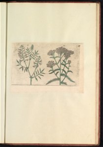 IdentificatieTitel(s): Boswikke (Vicia sylvatica) en duizendblad (Achillea millefolium)Objecttype: prent Serienummer: 35-36/60Objectnummer: RP-T-BR-2017-1-12-86Omschrijving: Boswikke en duizendblad. F photo