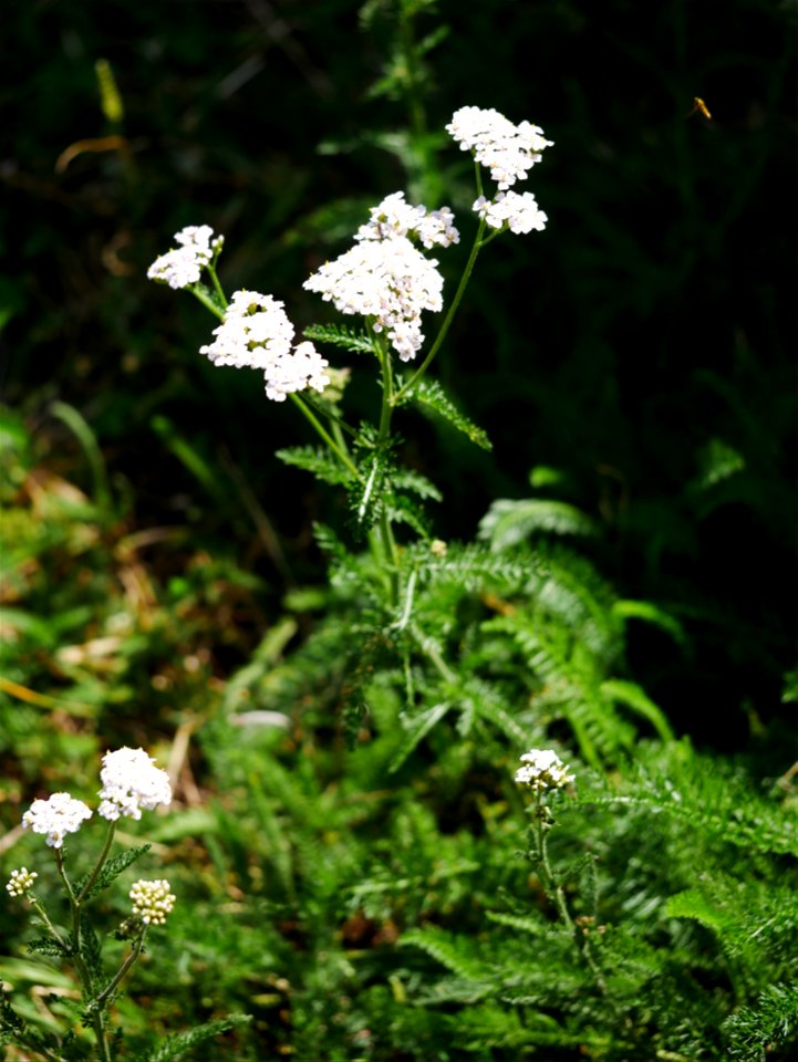 Gemeine Schafgarbe oder Gewöhnliche Schafgarbe (Achillea millefolium) im Freilichtmuseum Roscheider Hof. Standort: Vor dem Bienenlehrstand, wächst im ganzen Museumsgelände, bevorzugt auf aktuellen Bra